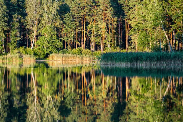 Uitzicht Rivier Het Groenblijvende Bos Bij Zonsondergang Reflecties Water Letland — Stockfoto