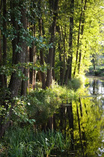 Pequeño Río Bosque Mixto Coníferas Árboles Musgosos Cerca Reflexiones Sobre —  Fotos de Stock