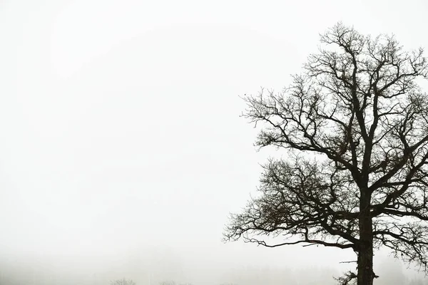 Lonely Dry Oak Tree Leaves Gloomy Sky Thick Fog Close — Stock Photo, Image