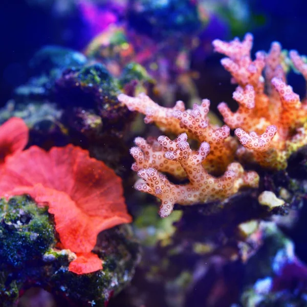 海洋水族館のイソギンチャクとサンゴ — ストック写真