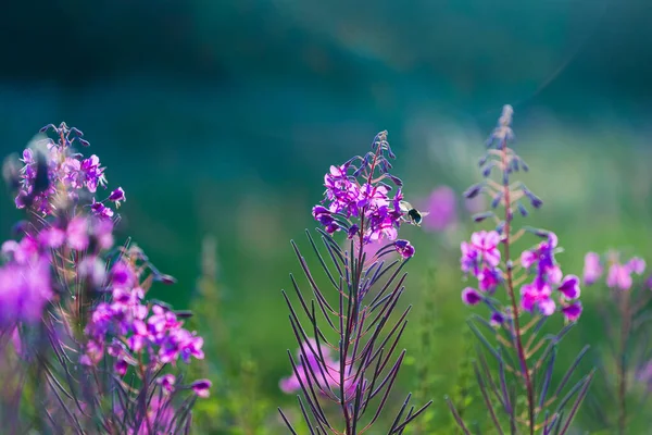 Růžové Květy Při Západu Slunce Zblízka Kvetoucí Venkovské Hřiště Letní — Stock fotografie