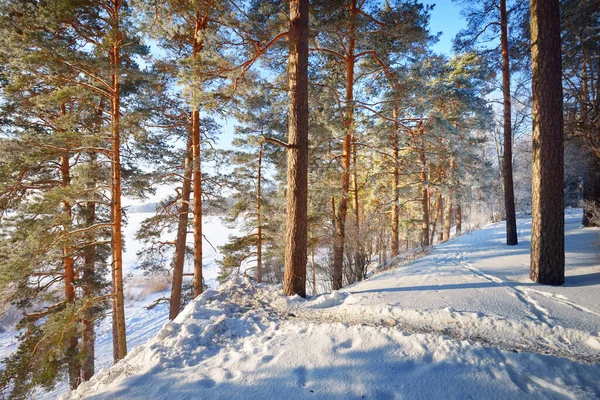 Scena Della Foresta Invernale Pini Innevati Colline Camminamenti Fiume Ghiacciato — Foto Stock