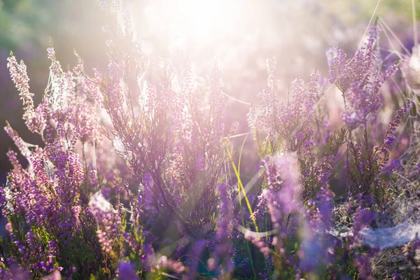 Pavimento Foresta Fiori Erica Fiorenti Una Foschia Del Mattino Seta — Foto Stock