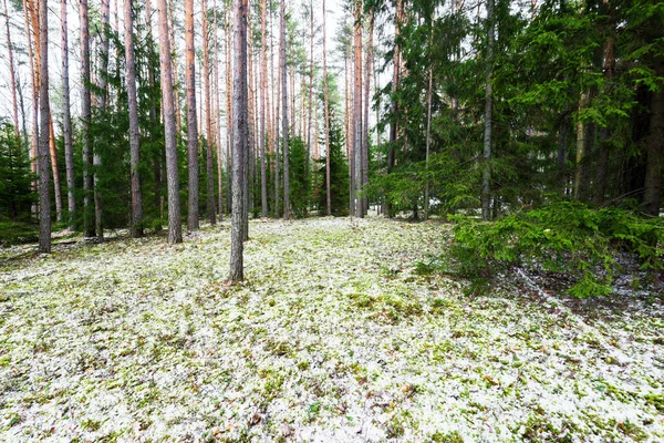 Stezka Zasněženým Smíšeným Jehličnatým Lesem Zelenými Borovicemi Smrky Polena Stromů — Stock fotografie