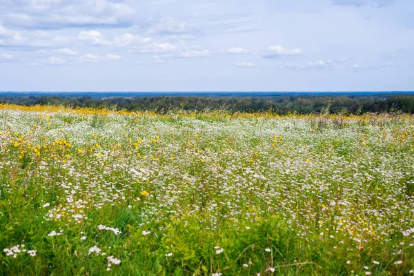 Panoramatický Pohled Kvetoucí Heřmánkové Pole Zelený Les Pozadí Zatažená Modrá — Stock fotografie