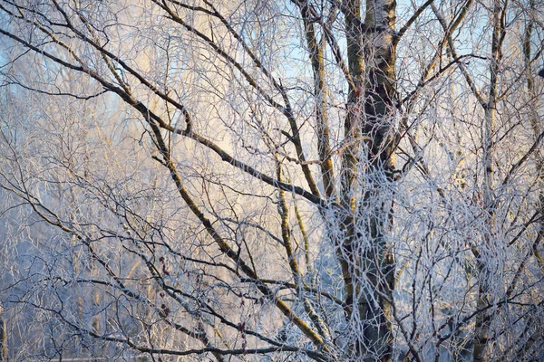 Napos Téli Nap Hóval Borított Nyírfák Közelről Tiszta Kék Lettország — Stock Fotó