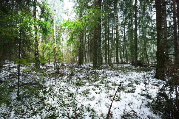 Pathway Door Besneeuwde Mysterieuze Groenblijvende Bossen Dennen Sparren Dennenbomen Stammen — Stockfoto