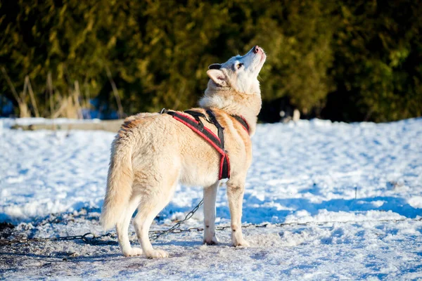 Husky Går Och Leker Snön Klar Solig Vinterdag Lappland Finland — Stockfoto