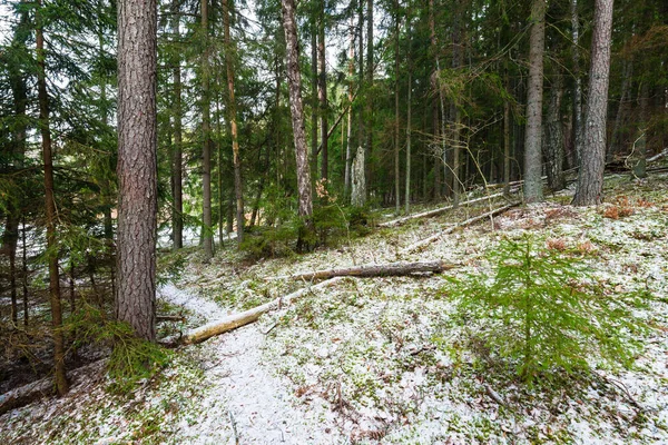 Karla kaplı karışık kozalaklı ormanda bir patika, yeşil çam ve çam ağaçları, yakın ağaç kütükleri, Almanya
