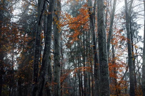 Brouillard Matinal Scène Forêt Sombre Hêtres Feuilles Colorées Gros Plan — Photo