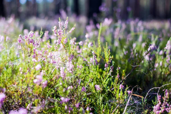 Morning in the forest. Blooming heather close-up. Latvia