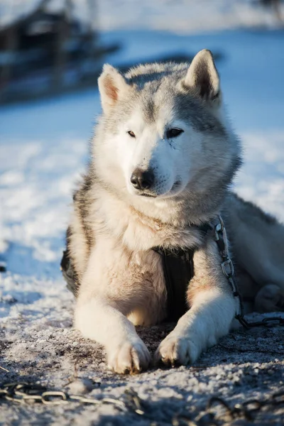 Husky Walking Playing Snow Clear Sunny Winter Day Lapland Finland — Stock Photo, Image