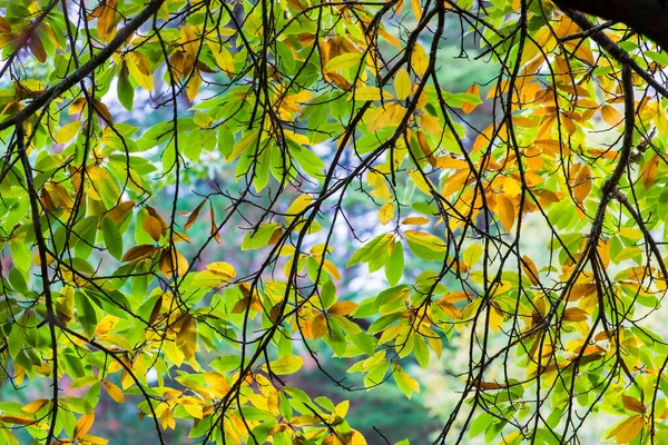 Paisagem Florestal Outono Árvores Cobertas Musgo Samambaias Folhas Coloridas Carnac — Fotografia de Stock