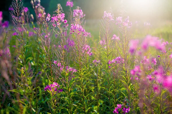 Růžové Květy Při Západu Slunce Zblízka Kvetoucí Venkovské Hřiště Letní — Stock fotografie