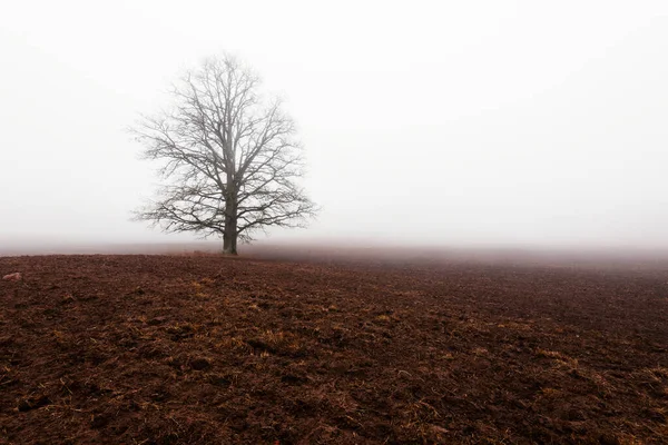 Αγροτικό Τοπίο Ένα Άδειο Αγροτικό Χωράφι Μια Δυνατή Πρωινή Ομίχλη — Φωτογραφία Αρχείου