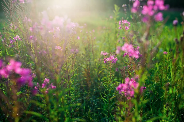 Rosa Blommor Vid Solnedgången Närbild Ett Blommande Land Fält Sommarlandskap — Stockfoto