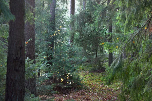 Φθινοπωρινό Τοπίο Σκοτεινό Δάσος Πεύκα Και Έλατα Ηλιοβασίλεμα Χρυσά Φύλλα — Φωτογραφία Αρχείου