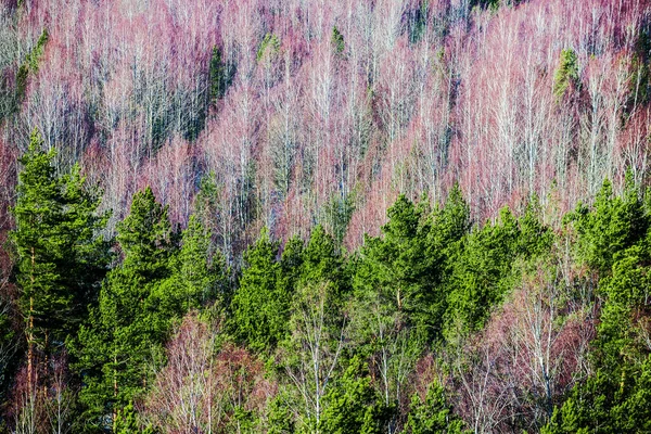 Aerial View Large Birch Forest Clear Winter Day Latvia — Stock Photo, Image