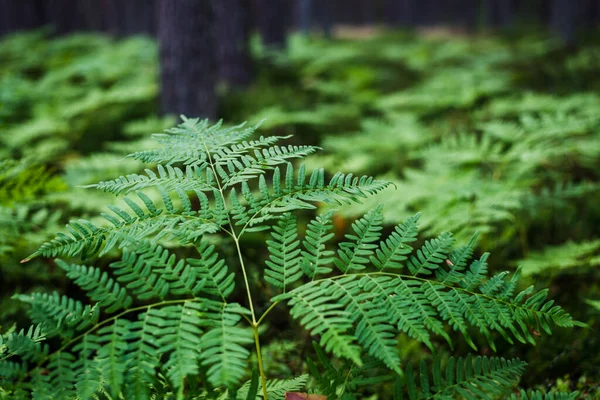 Green Fern Leaves Close Dark Forest Scene Pine Trees Background — Stock Photo, Image