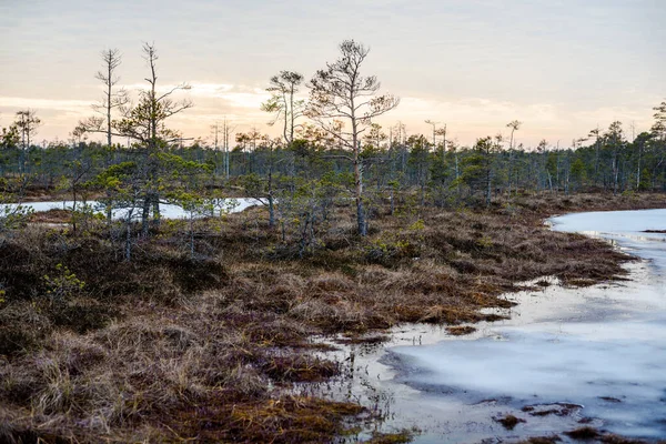 早春落日时 背景上覆盖着冰封的沼泽和常绿的树木 Cenas Tirelis 拉脱维亚 — 图库照片