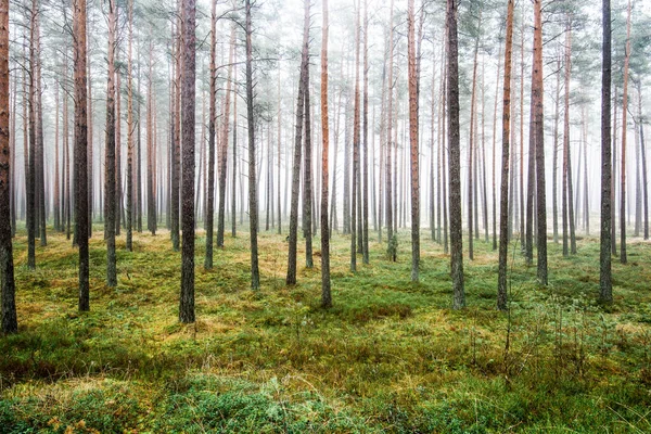 Die Waldlandschaft Morgennebel Durch Die Kiefern Einem Bewölkten Wintertag Lettland — Stockfoto