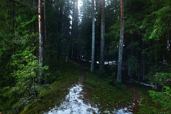 Camino Rural Congelado Través Misteriosos Bosques Coníferas Túnel Natural Pino —  Fotos de Stock