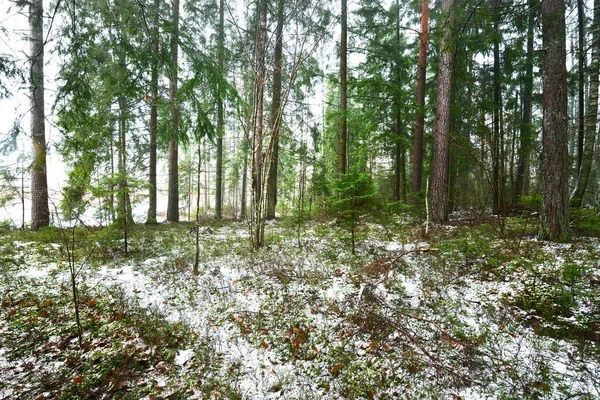 Caminho Através Floresta Perene Misteriosa Coberta Neve Pinheiro Abeto Abeto — Fotografia de Stock