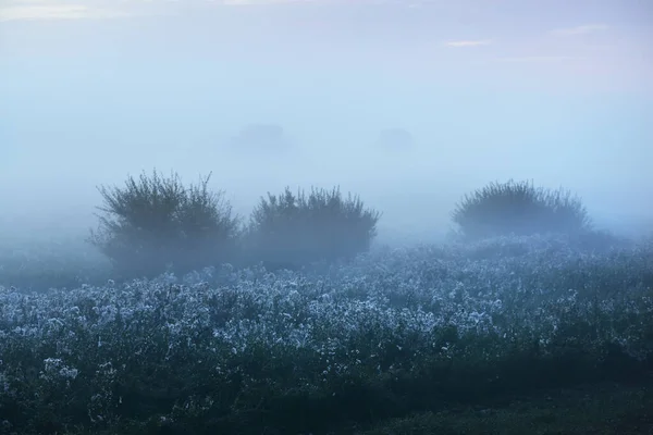 Jeunes Arbres Verts Dans Brouillard Intense Lever Soleil Gros Plan — Photo
