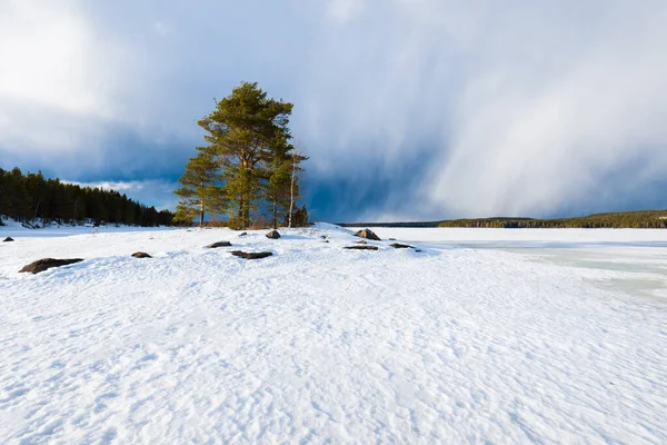 雪の上に劇的な青空 凍結Kuito湖 背景に針葉樹林覆われた 常緑樹のクローズアップ 嵐の雲 カレリア ノース ラップランド — ストック写真
