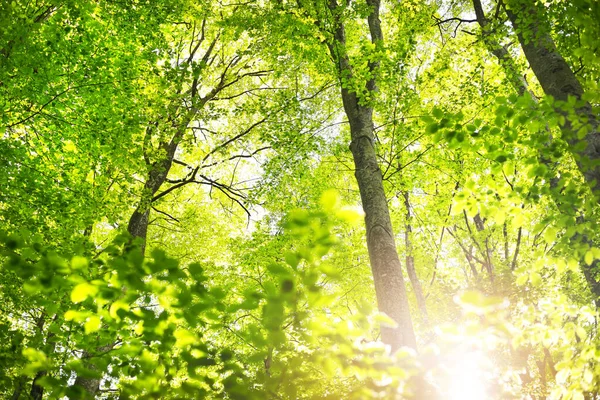Sommerliche Waldlandschaft Grüner Buchenwald Bäume Nahaufnahme Deutschland — Stockfoto