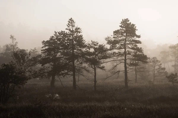 日の出の沼 若い松の木を閉じる 霧と澄んだ青い朝の空 霧の風景 ラトビアのケメリ — ストック写真