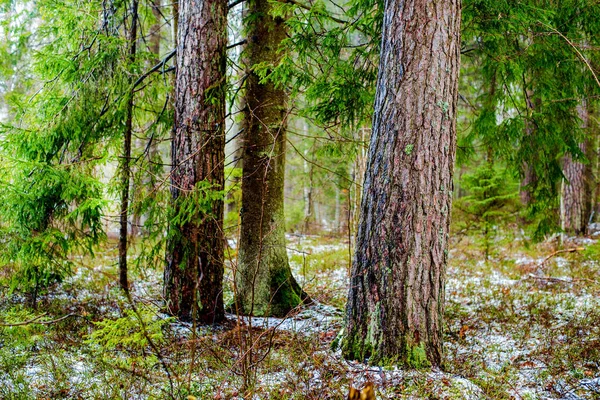 冬季乡村风景 森林中的白雾 松树和清澈的晨光 — 图库照片