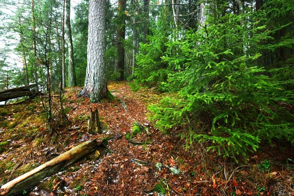 Camino Través Del Misterioso Bosque Mixto Coníferas Pino Siempreverde Abeto —  Fotos de Stock