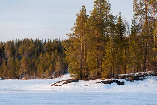 눈덮인 얼어붙은 상록수들이 가까이 있습니다 배경에는 있습니다 북쪽의 카렐리야 라플란드 — 스톡 사진