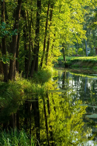 Pequeño Río Bosque Mixto Coníferas Árboles Musgosos Cerca Reflexiones Sobre —  Fotos de Stock