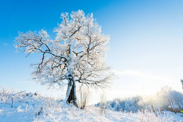 Verschneite Alte Eiche Auf Dem Hügel Einem Sonnigen Wintertag Strahlend — Stockfoto