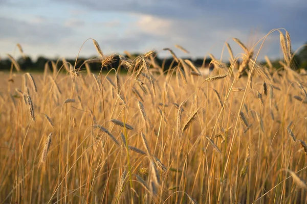 Zemědělské Pole Při Západu Slunce Textura Pohled Zblízka Čisté Zlaté — Stock fotografie