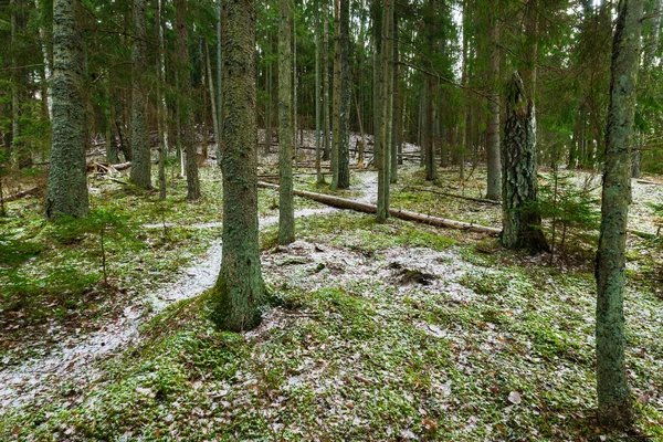 Caminho Através Floresta Coníferas Mistas Cobertas Neve Pinheiros Verdes Abetos — Fotografia de Stock