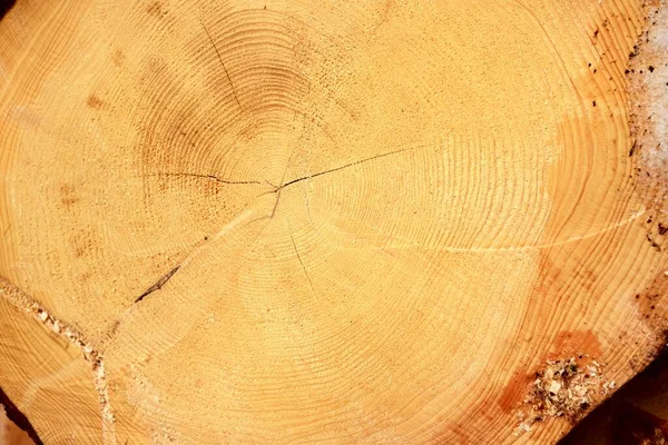 Legna Ardere Appena Fatta Nella Foresta Primo Piano Modello Legno — Foto Stock