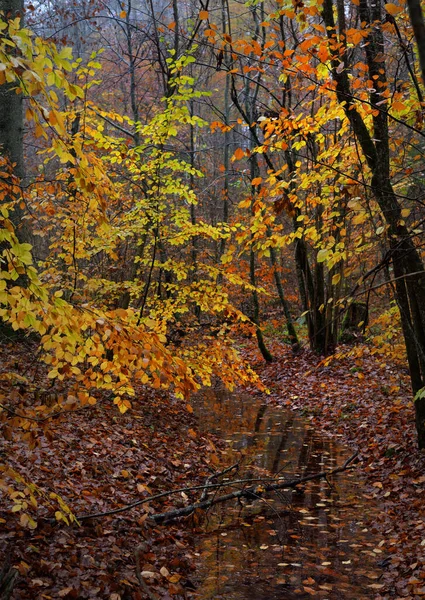 Βροχερή Φθινοπωρινή Μέρα Δάσος Οξιάς Κορμοί Δένδρων Πολύχρωμα Φύλλα Κοντά — Φωτογραφία Αρχείου