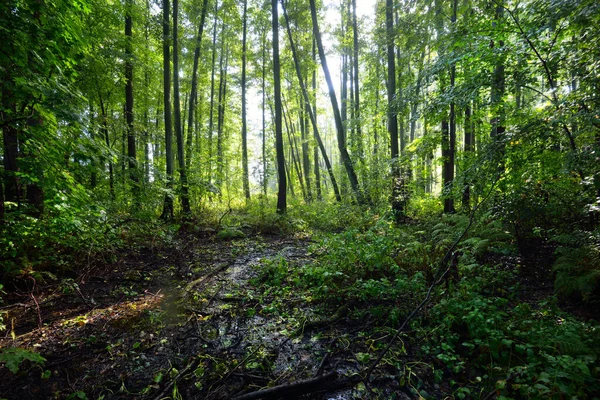 View Green Swampy Forest Rain Sun Rays Tree Trunks Latvia — Stock Photo, Image