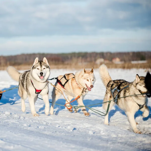 Husky Wandelen Spelen Sneeuw Een Heldere Zonnige Winterdag Lapland Finland — Stockfoto