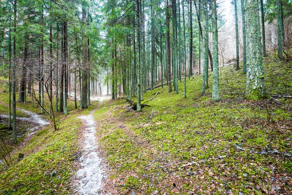 Téli Tájkép Fehér Köd Erdőben Fenyőfák Tiszta Reggeli Fény Erdei — Stock Fotó