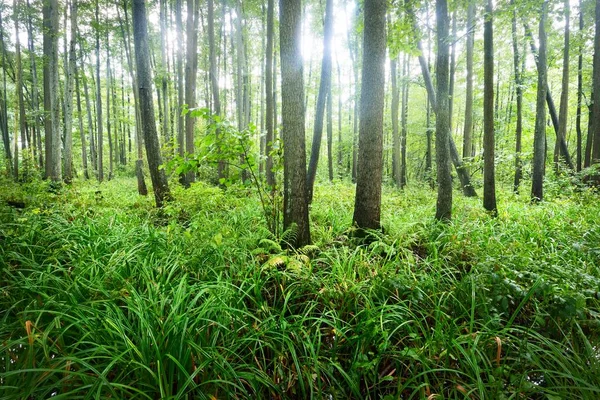 Una Vista Bosque Pantanoso Día Nublado Verano Árboles Cerca Letonia — Foto de Stock