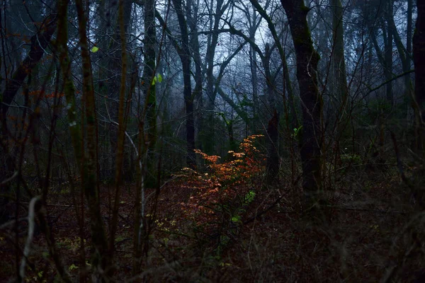 Brouillard Matinal Scène Forêt Sombre Hêtres Moussus Feuilles Colorées Gros — Photo