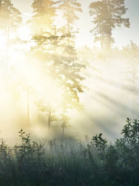 Bosque Prado Amanecer Luz Solar Pura Mañana Rayos Sol Niebla —  Fotos de Stock