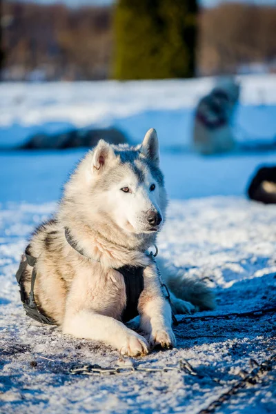 Husky Camminare Giocare Nella Neve Una Chiara Giornata Invernale Soleggiata — Foto Stock