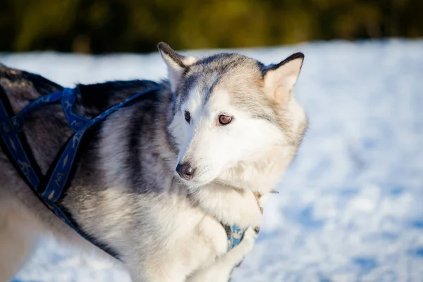 Husky Caminando Nieve Claro Soleado Día Invierno Laponia Finlandia — Foto de Stock