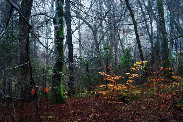 Ochtendmist Donkere Bosscène Mossige Beukenbomen Kleurrijke Bladeren Van Dichtbij Talsi — Stockfoto