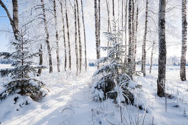 Karla Kaplı Huş Ağacı Köknar Ağaçları Yakın Plan Kış Orman — Stok fotoğraf